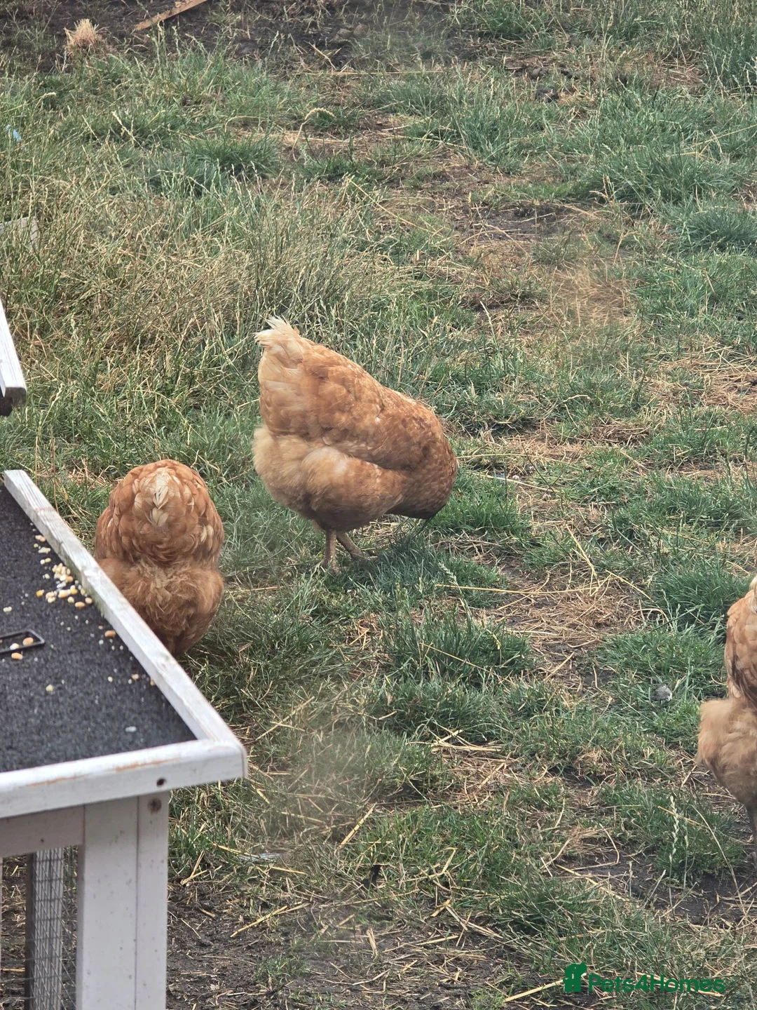Chickens poultry for sale: Warrens in Liverpool - Advert 3