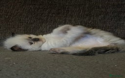 Ragdoll cats for sale: Adorable female ragdolls for sale - Image 7