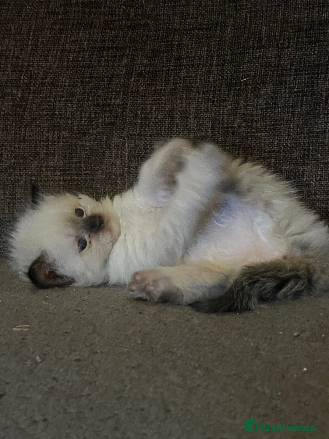 Ragdoll cats for sale: Adorable female ragdolls for sale - Image 7