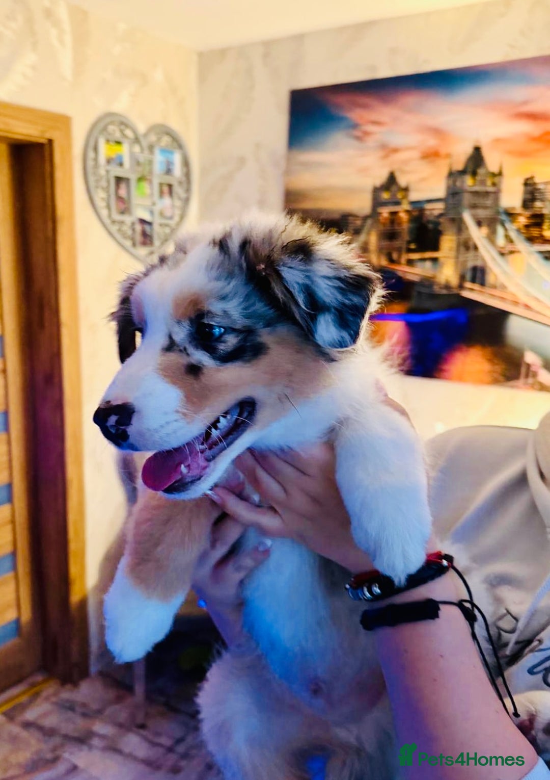 Australian Shepherd dogs for sale: Sweet boy  Australian Shepherd KC registration🥰 - Advert 1