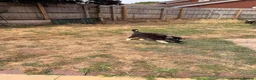 Australian Shepherd dogs for sale: Stunning Australian Shepherd Puppies  - Advert 12