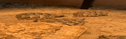 Tortoise reptiles for sale: Mediterranean Spur-thigh Hatchlings - Advert 9