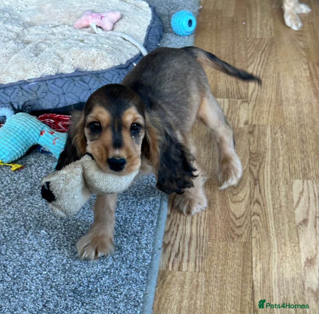 Cocker Spaniel dogs for sale: Handsome boys - Image 6