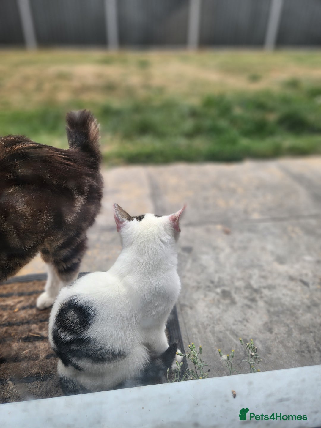 Domestic Shorthair cats for sale: Female kittens - Image 11