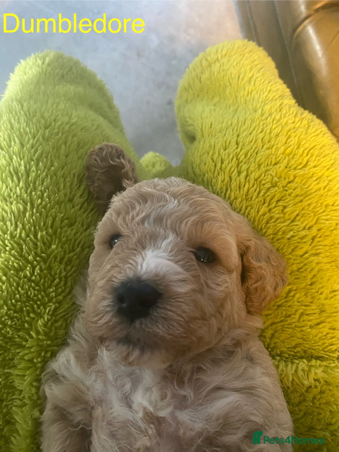 Mixed Breed dogs for sale: Maltipoo x Cockapoo puppies - Image 3