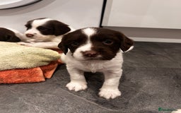 English Springer Spaniel dogs for sale: 2 GIRLS LEFT - English Springer Spaniel Puppies - Image 7