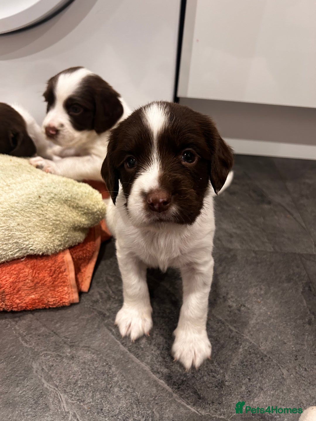 English Springer Spaniel dogs for sale: 2 GIRLS LEFT - English Springer Spaniel Puppies - Image 7