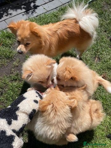 Pomeranian dogs Pomeranian Puppies Available For Sale - Advert 24