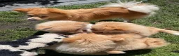 Pomeranian dogs for sale: Pomeranian Puppies Available For Sale - Advert 1