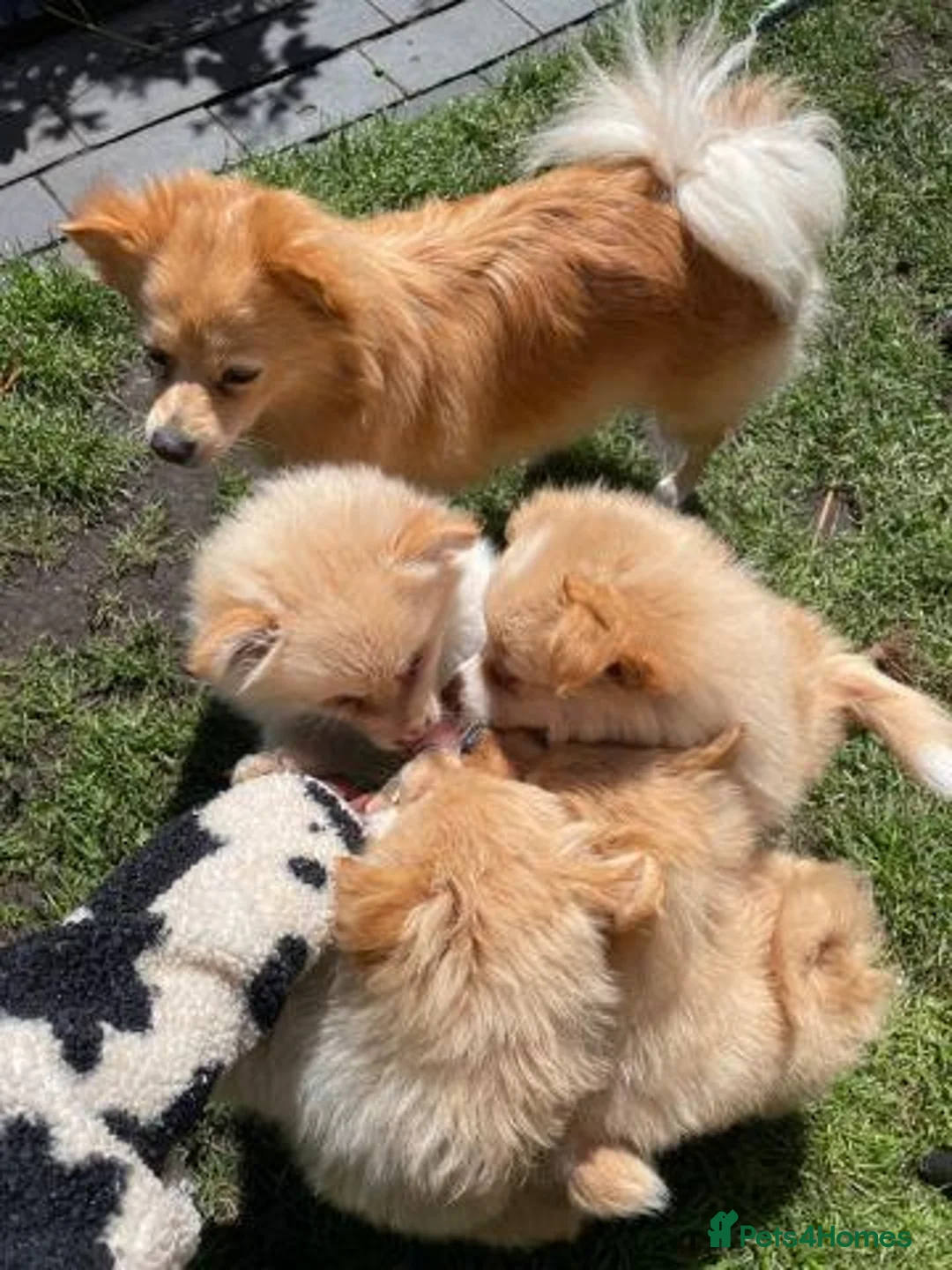 Pomeranian dogs for sale: Pomeranian Puppies Available For Sale - Advert 1