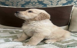 Golden Retriever dogs for sale: Golden Retriever puppies - Last Girls - Image 3