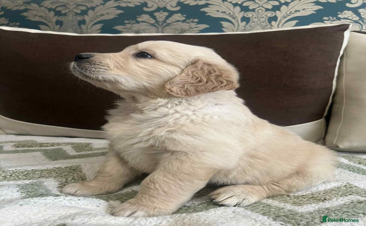 Golden Retriever dogs - Advert 7