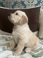 Golden Retriever dogs - Advert 3