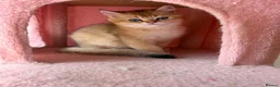 British Longhair cats for sale: Stunning Golden & White British Kittens Vaccinated - Advert 16