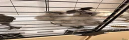 Chickens poultry for sale: 🐣 [Show-Quality & Healthy Chicks for Sale]  - Advert 11