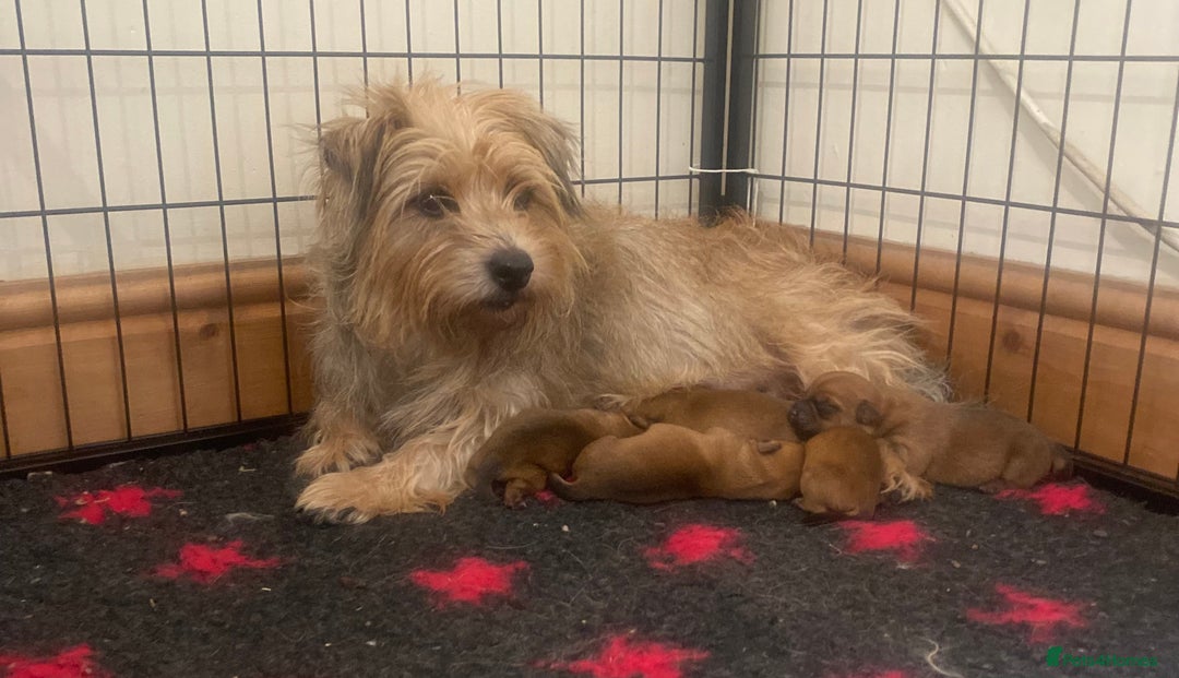 Norfolk Terrier dogs for sale: Norfolk Terrier Puppies - Image 2