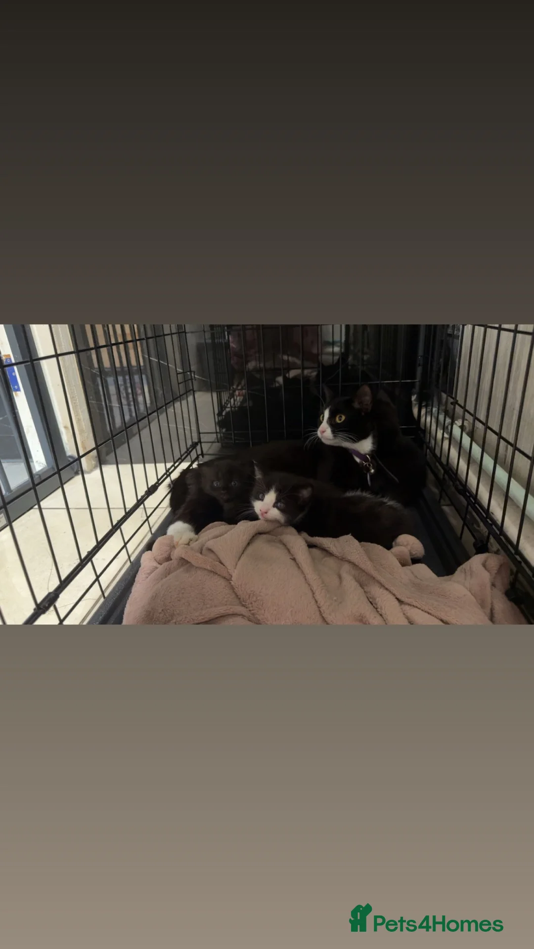 Domestic Shorthair cats for sale: Two Domestic Short Hair Kittens🐾 in Fakenham - Advert 2
