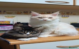 Maine Coon cats for sale: 2 Mainecoon boys - Advert 7