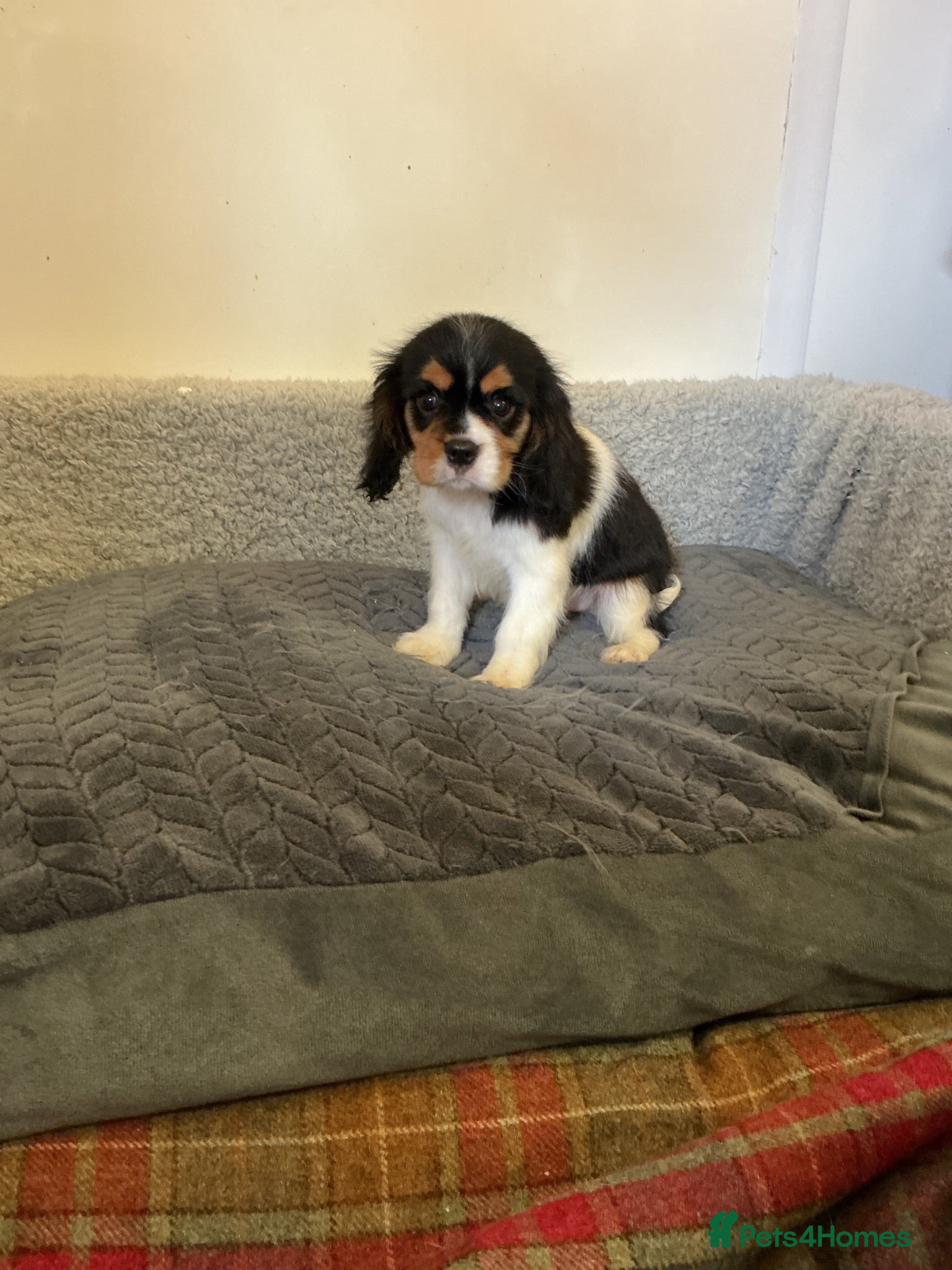 Cavalier King Charles Spaniel dogs Cavalier king charles  - Advert 7