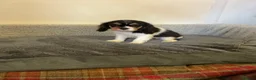 Cavalier King Charles Spaniel dogs for sale: Cavalier king charles  in Doncaster - Advert 4
