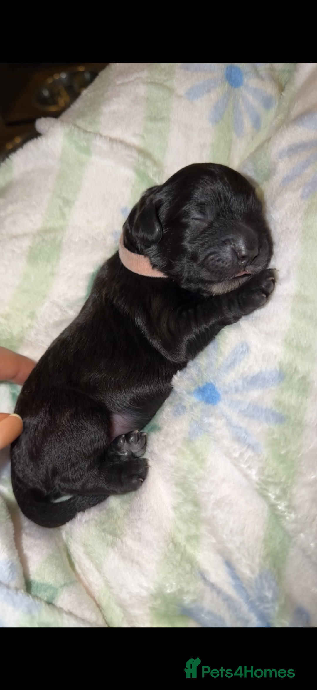 Cockapoo dogs for sale: Beautiful litter of cockapoos - Advert 4