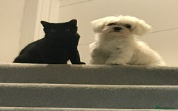 Maltese dogs for sale: KC Reg Korean Maltese girls - Image 19