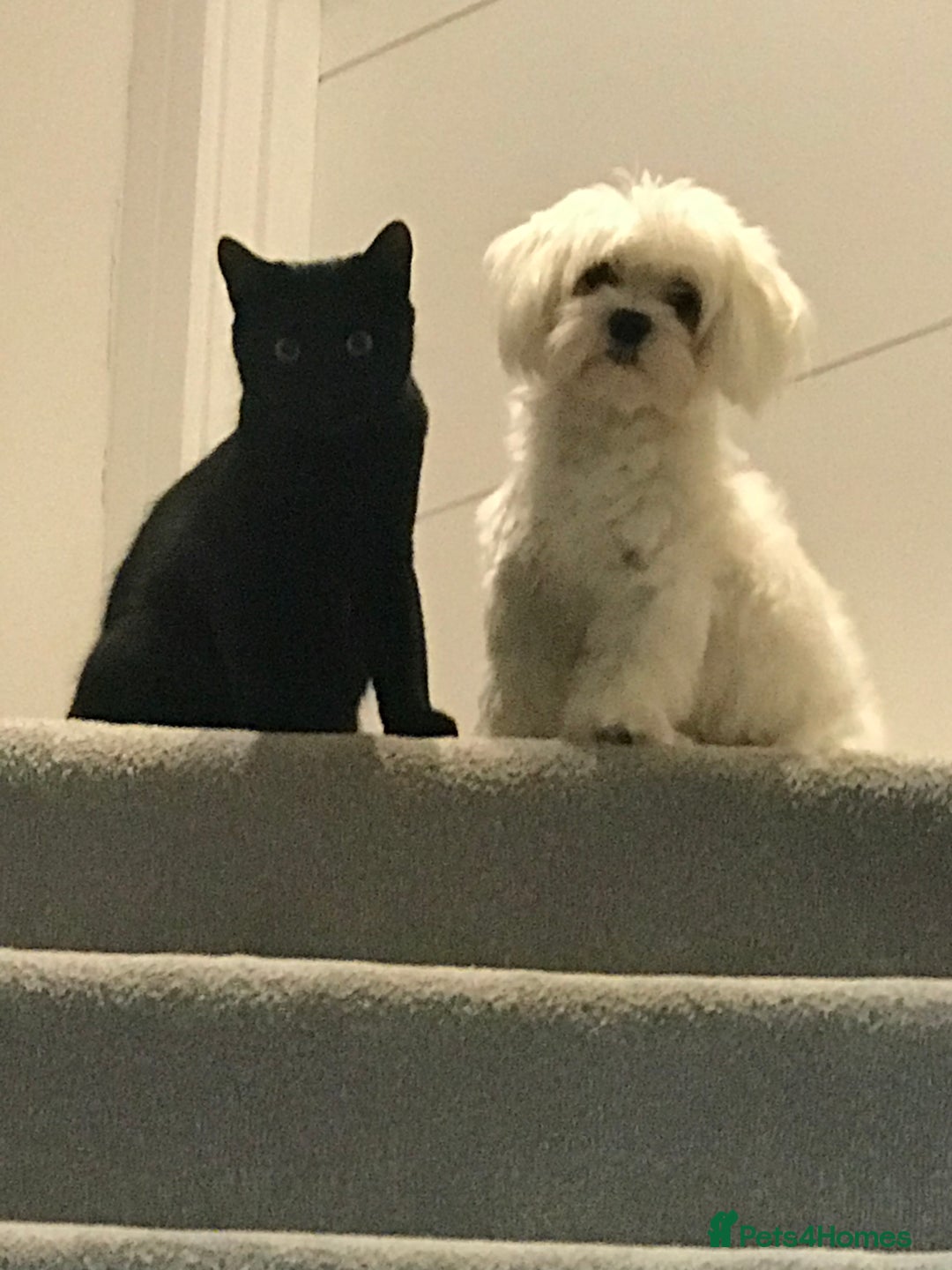 Maltese dogs for sale: KC Reg Korean Maltese girls - Image 19