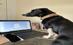 Mixed Breed dogs for sale: Buddy - Image 5