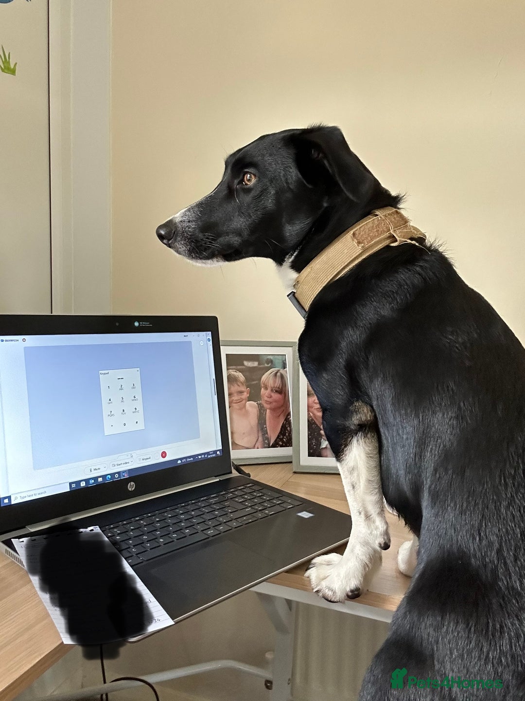 Mixed Breed dogs for sale: Buddy - Image 5