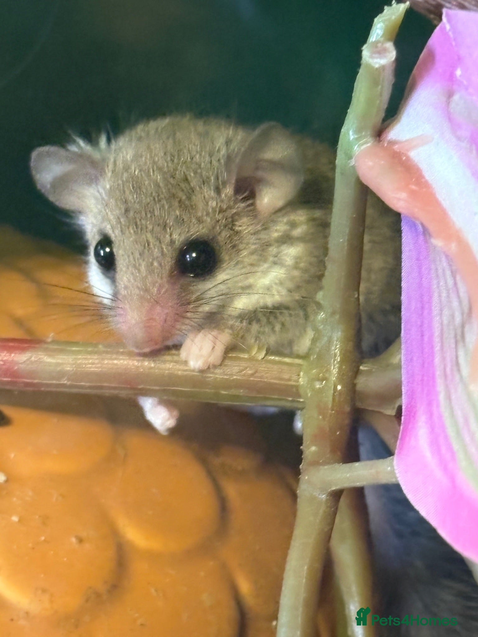 Mouse rodents 3 baby African Pygmy doormice  - Advert 1