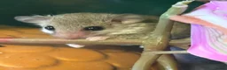 Mouse rodents for sale: 3 baby African Pygmy doormice  - Advert 1