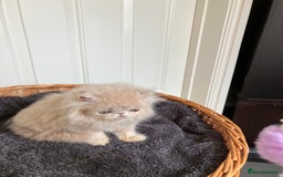 Persian cats for sale: Noushafarin Gccf reg hobby breeder  - Image 3
