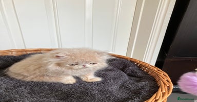 Persian cats - Advert 12