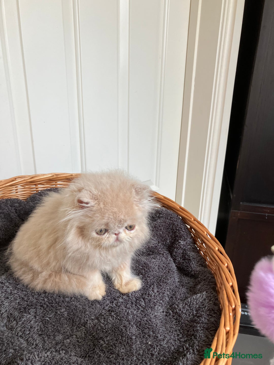 Persian cats for sale: Noushafarin Gccf reg hobby breeder  - Image 3