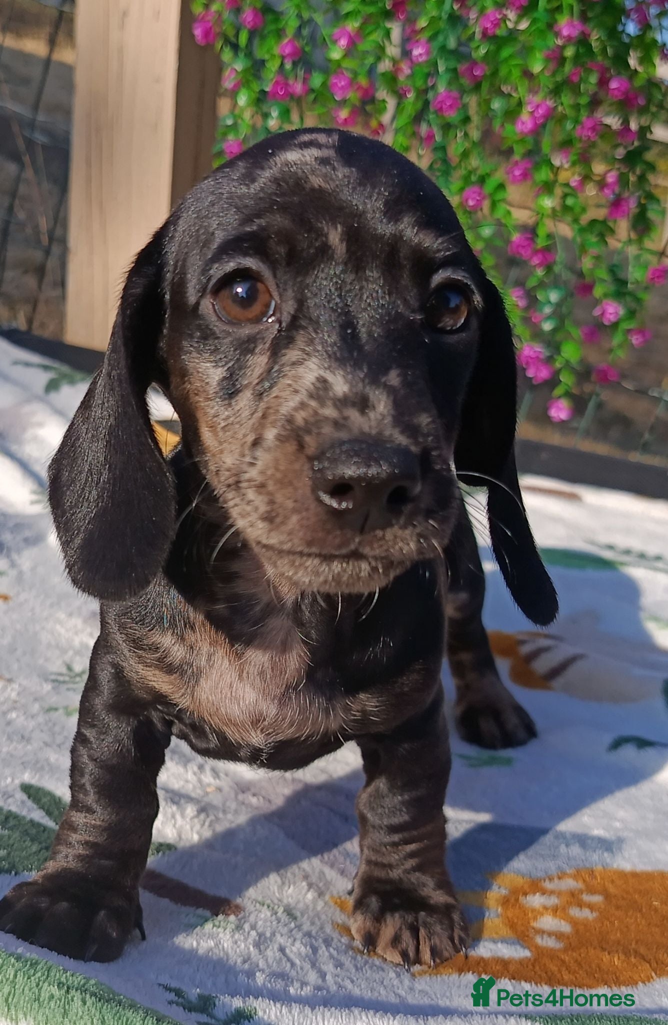 Dachshund dogs READY NOW QUAILTY MINI KC Reg PRA CLEAR  - Advert 2