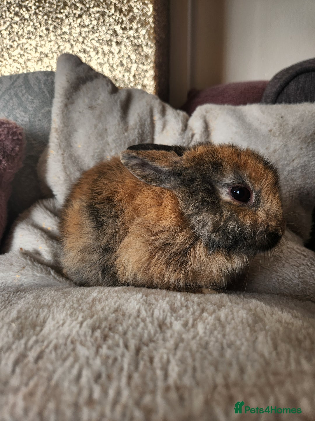 Lionhead rabbits for sale: Cute baby bunnies. Lionheads need a loving home.  - Advert 4