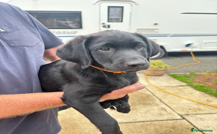 Labrador Retriever dogs - Advert 3