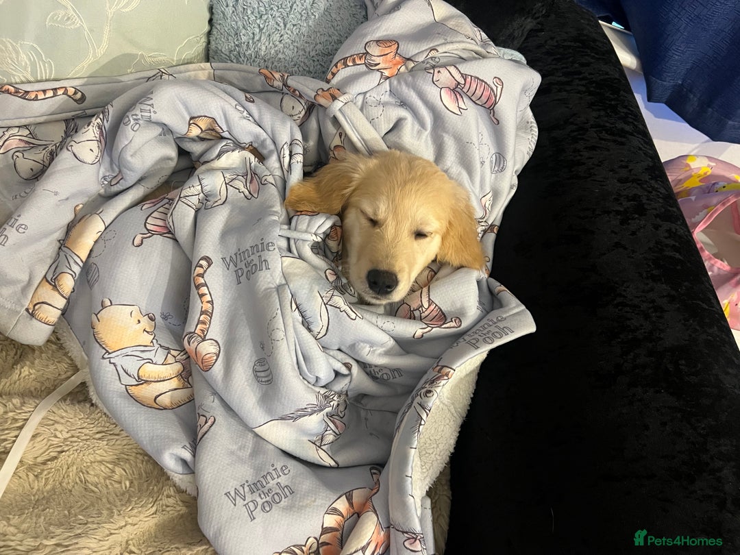 Golden Retriever dogs for sale: Golden Retriever Puppy - Male - Advert 3