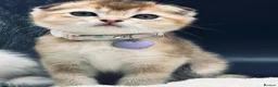 Scottish Fold cats for sale: Fully-Vaccinated Scottish Fold Boy and Girl Kitten - Advert 5