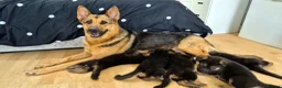 German Shepherd dogs for sale: Beautiful German Shepherd Puppies - Advert 2