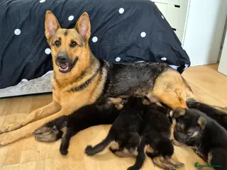 German Shepherd dogs Beautiful German Shepherd Puppies - Advert 2
