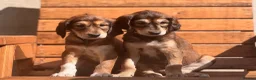 Saluki dogs for sale: Male  Saluki puppy 10 weeks old  - Advert 18