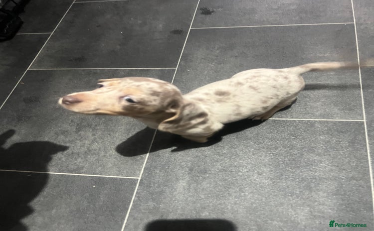 Dachshund dogs - Advert 1