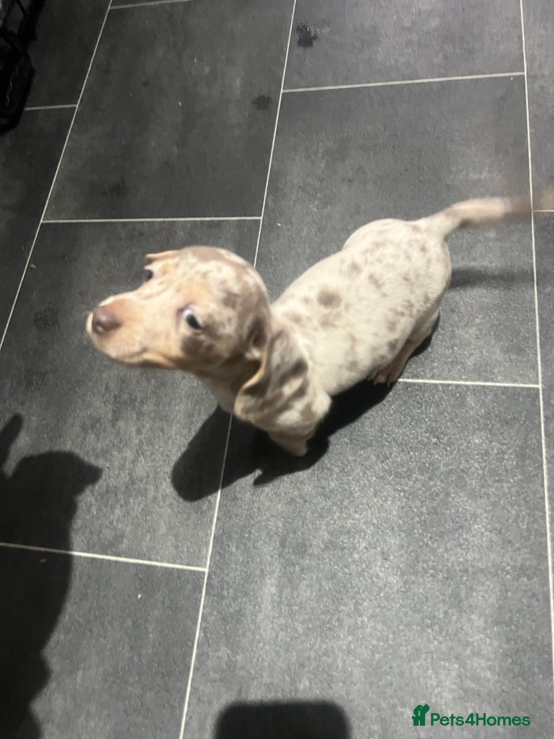 Dachshund dogs for sale: Dapple cream dachshund - Image 1