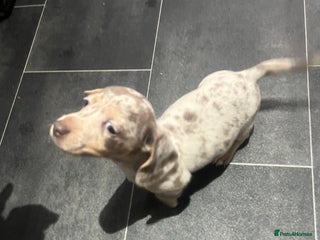 Dachshund dogs - Advert 3