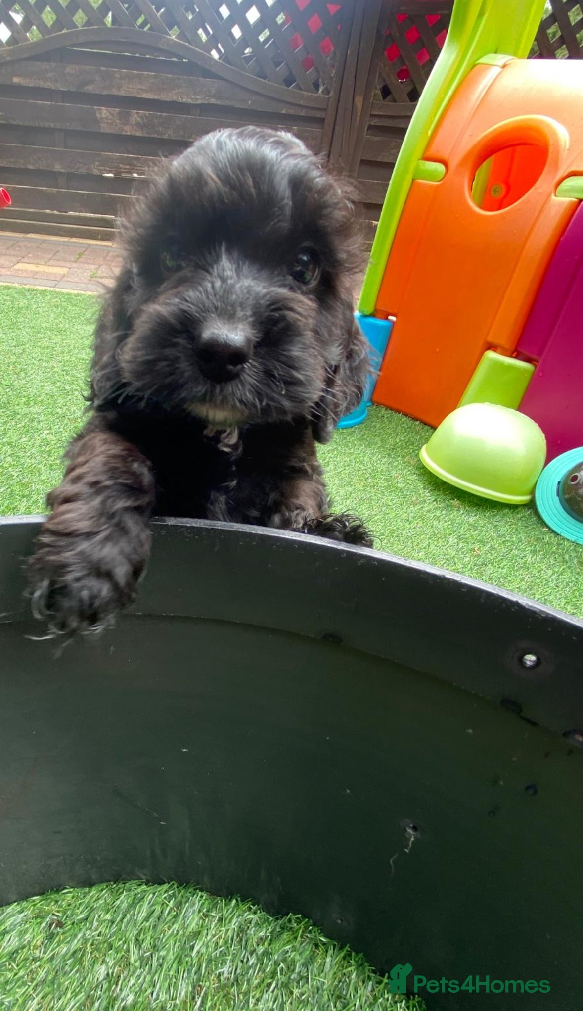 Cockapoo dogs Super cute Tiny Cockapoo Pups - Advert 2
