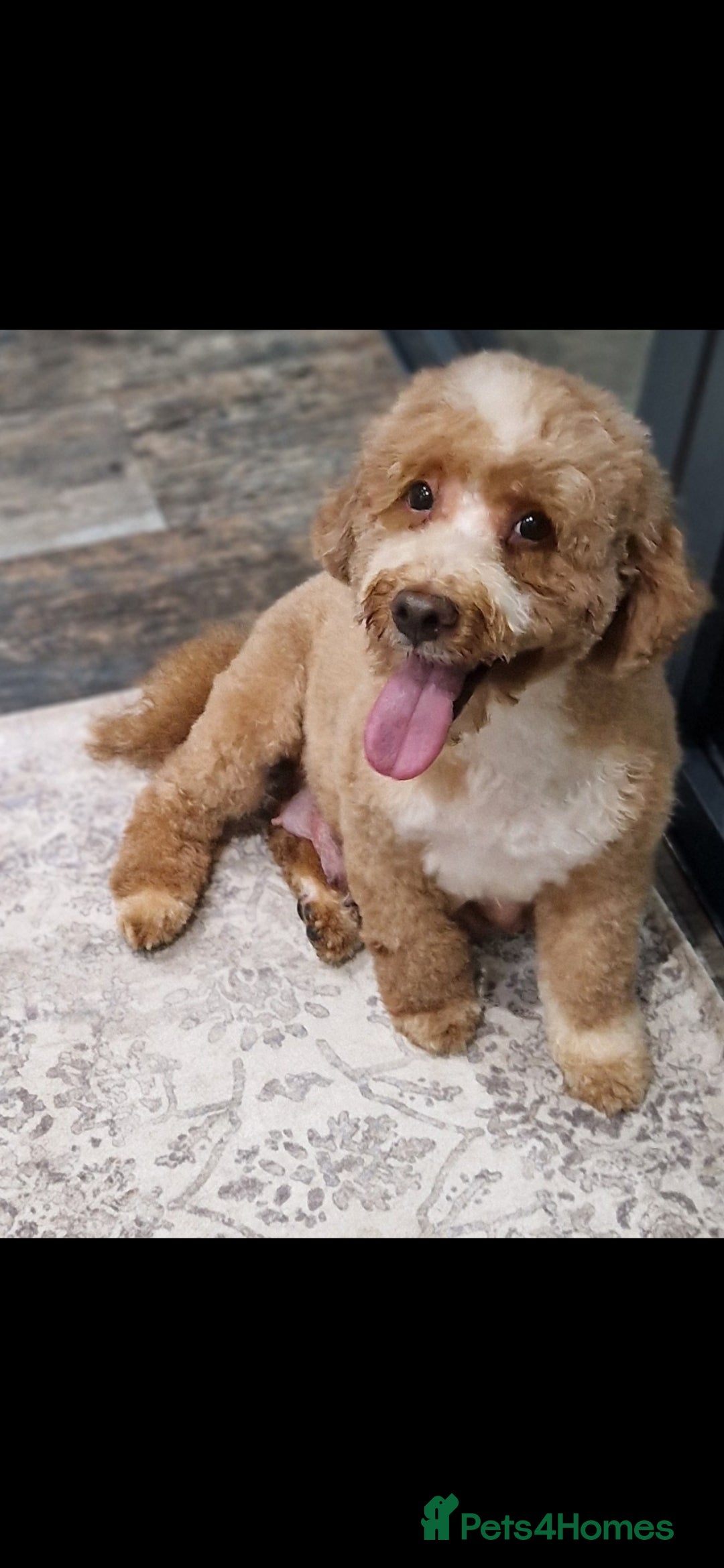 Cockapoo dogs for sale: Health Clear Cockapoos - Advert 8