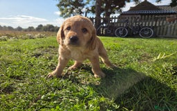Labradoodle dogs for sale: 7 Miniture labradoodles  - Image 14