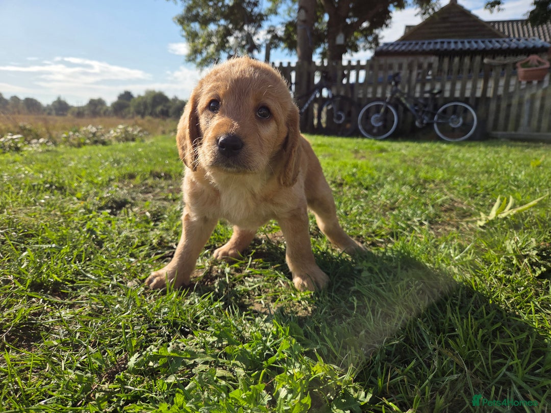 Labradoodle dogs for sale: 7 Miniture labradoodles  - Image 14