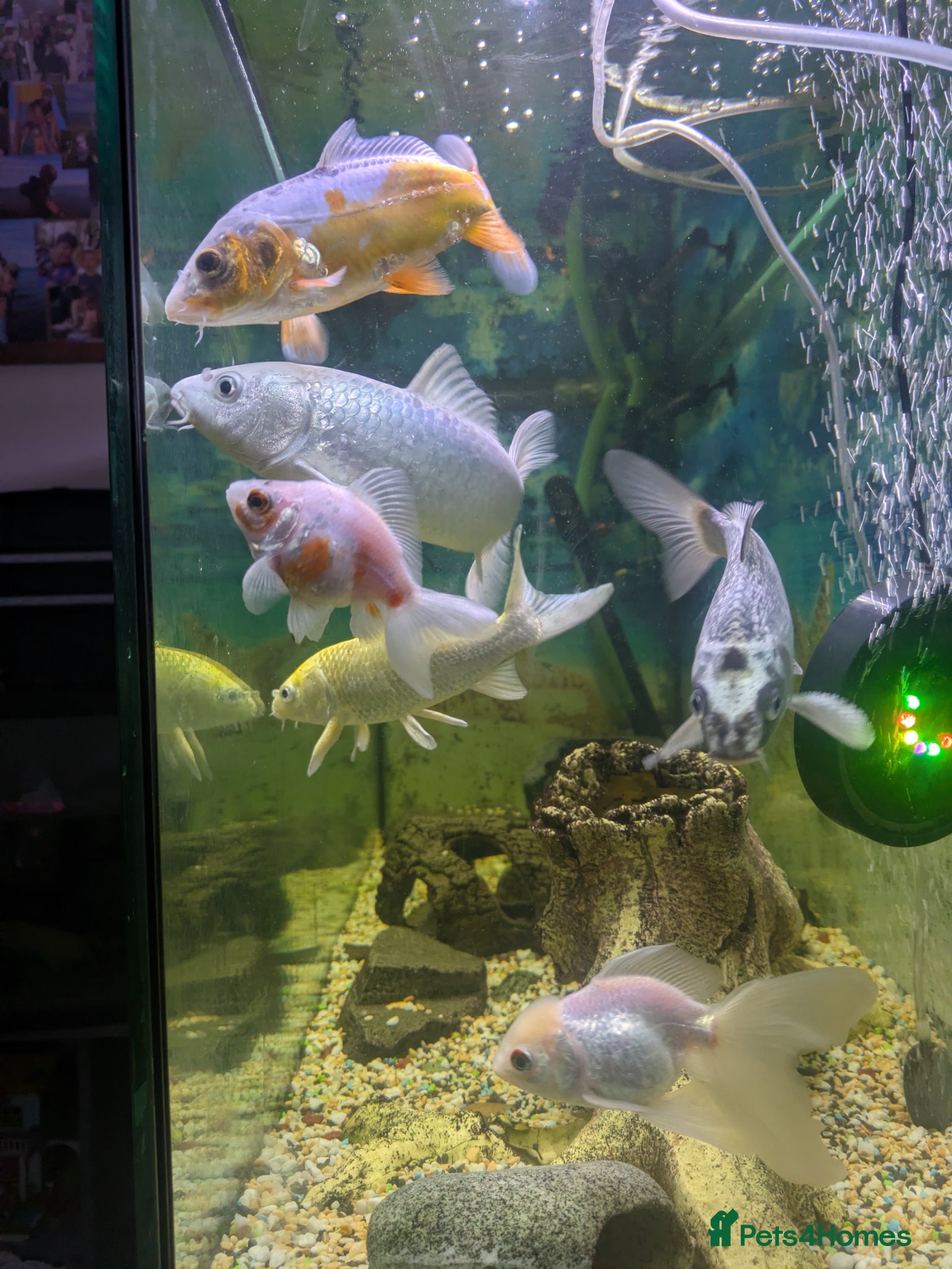 Koi Carp fish for sale: 4x 20 cm koi fish and two goldfish - Advert 2